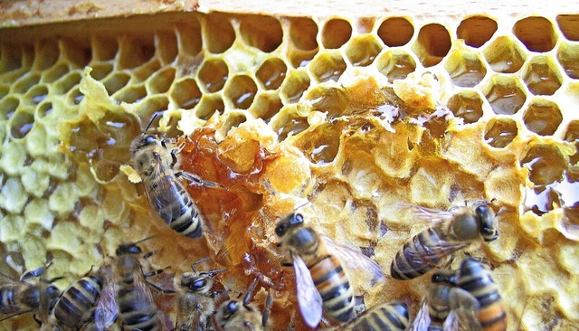 Den wenigen Honig bentigen die Bienen selbst.   | Foto: Nobert Uttner