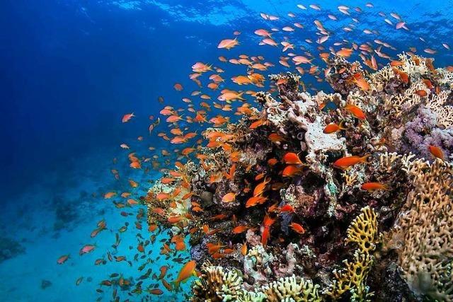 Australien verhindert Einstufung des Great Barrier Reef als gefährdetes Welterbe