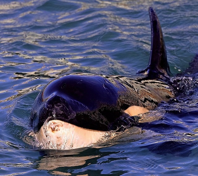 Baby-Orca Toa wurde nur wenige Monate alt.  | Foto: MARTY MELVILLE (AFP)