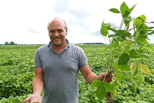 Edamame-Bohnen werden nun auch in Bad Krozingen angebaut