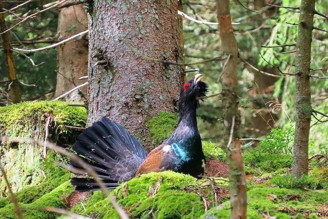 Auerhahn-Population im Schwarzwald wchst nicht