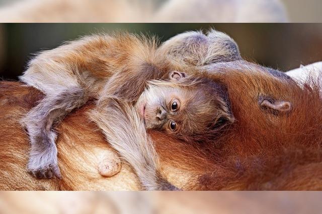 Seltener Orang-Utan-Nachwuchs in Zoo bei Tel Aviv