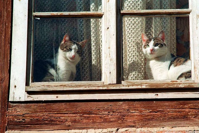 In Norsingen sorgen streunende Katzen fr rger.  | Foto: Matthias Bein