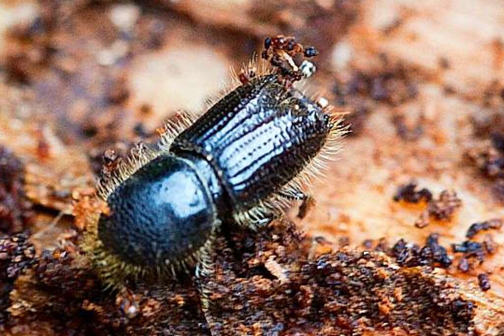 The weather slows the bark beetle in the Freiburg region – Breisgau-Hochschwarzwald district