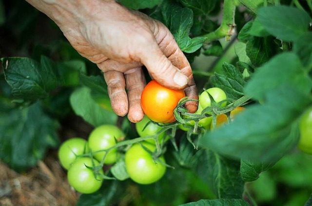 Jetzt im Juli reifen viele Gemsesorten, unter anderem Tomaten.  | Foto: Kathrin Blum