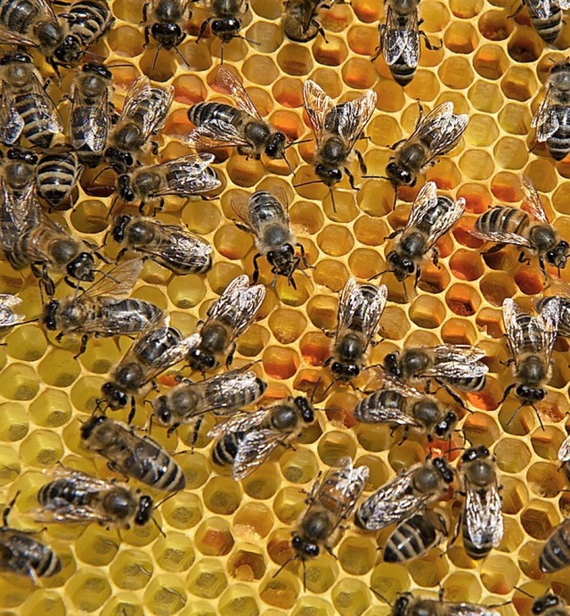Bienengesundheit wird erforscht.  | Foto: Regula Wolf