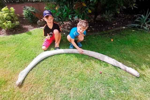 Jungs aus Lahr finden Riesenknochen im Fl�sschen Schutter