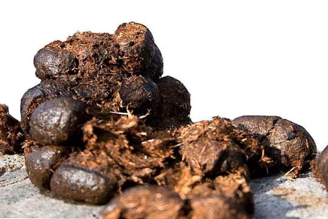 Die Biogasanlage soll Pferdemist in Strom, Wrme und Dnger umwandeln.  | Foto: Simon Ebel - Fotolia