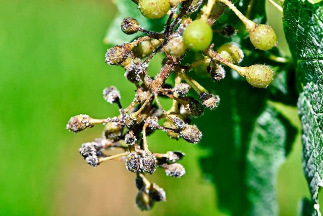 Die starken Regenflle der vergangenen...ind einige Winzer nicht einverstanden.  | Foto: Siegfried Gollrad