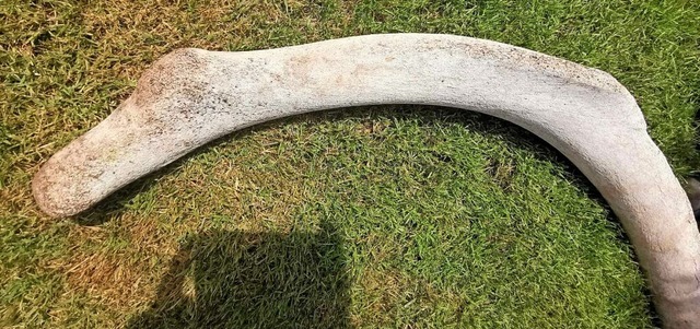 Der gefundene Knochen stammt wahrscheinlich von einem Wal.   | Foto: Privat