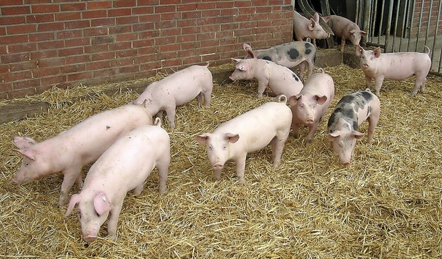 Schwein ist nicht gleich Schwein. Diese hier sind Hohenloher Landschweine.  | Foto: BESH (dpa)