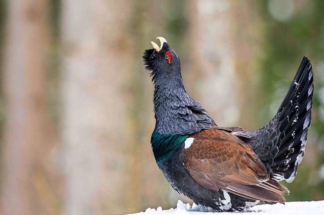 Das Wappentier des Schwarzwalds brauch...raum des Auerwilds wird immer kleiner.  | Foto: imageBROKER/Christoph Ruisz