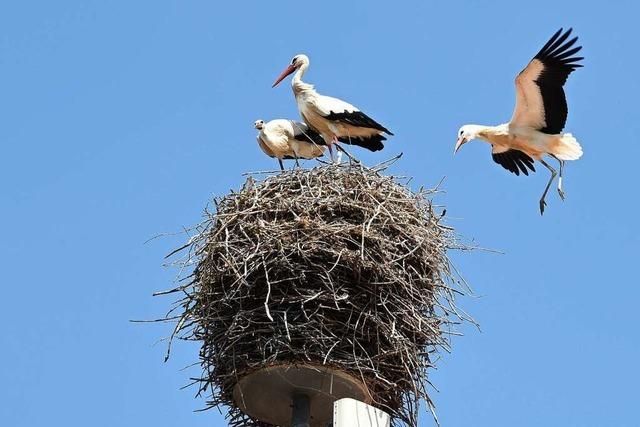 Der Freiburger Mundenhof sucht Storchenbetreuerinnen und -betreuer