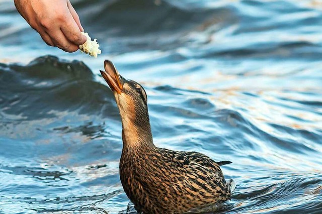 S &#8211; aber unerwnscht: Enten f...am Eisweiher in Neustadt (Symbolfoto).  | Foto: SERGEY CHIRKOV (stock.adobe.com)