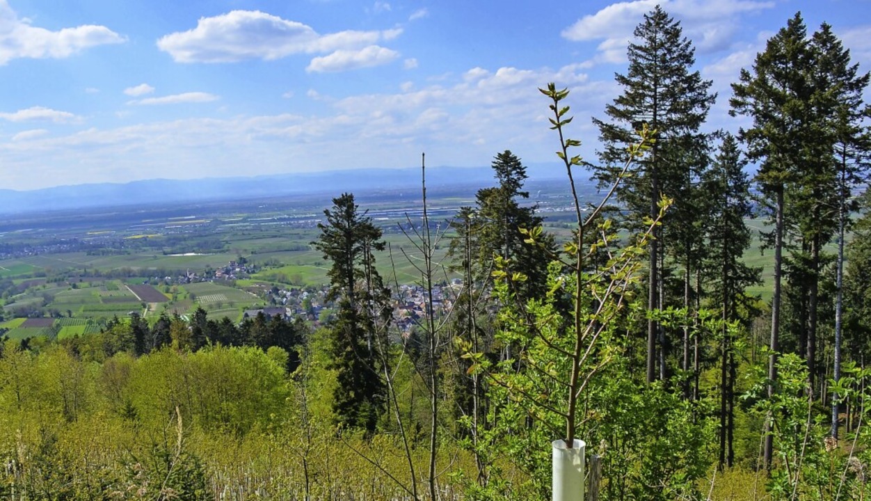 Der Schwarzwald steht vor entscheidend...m Vordergrund rechts eine Esskastanie.  | Foto: Gabriele Hennicke