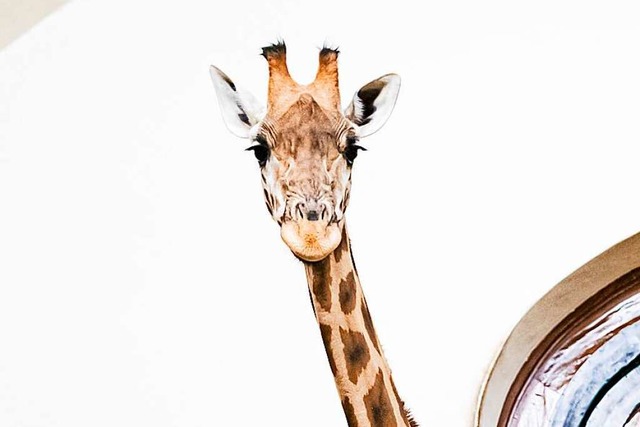 Giraffen fressen im Winter gerne gegorene Bltter: die Laubsilage  | Foto: Zoo Basel (Torben Weber)