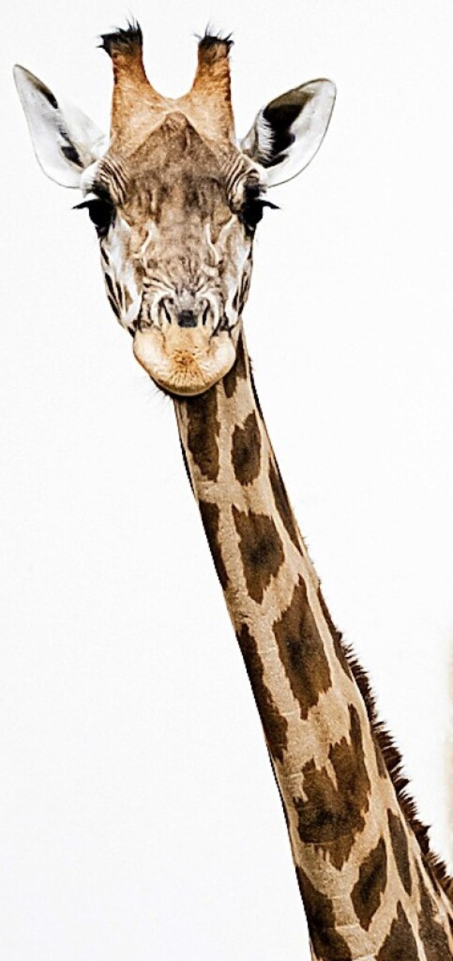 Giraffen fressen im Winter gerne gegorene Bltter: die Laubsilage  | Foto: Zoo Basel (Torben Weber)