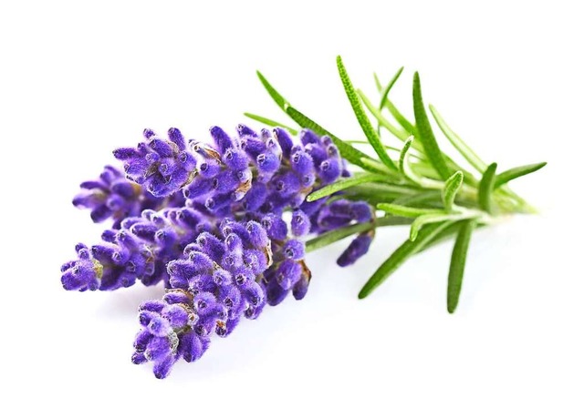 Lavendel  | Foto: Dionisvera (stock.adobe.com)