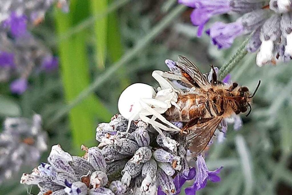 Das ist Natur: Eine weiße Witwe schnappt sich eine Biene, den Schnappschuss machte Reinhard Bührer. (Foto: Reinhard Bührer) Das ist Natur: Eine weiße Witwe schnappt sich eine Biene, den Schnappschuss machte Reinhard Bührer. (Foto: Reinhard Bührer)