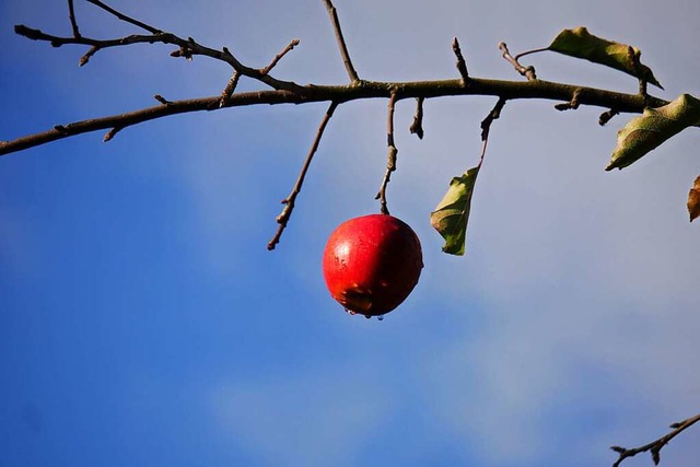 Apfel.  | Foto: Jrgen Dittmann