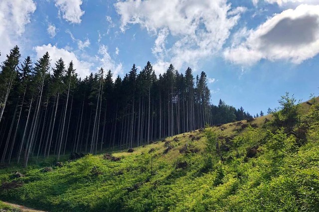 Diese brachliegende Waldflche in Ober...8222;myreforest&#8220; angehen mchte.  | Foto: Andrea Thoma