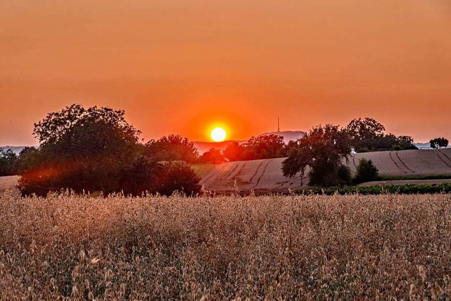 Sonne ber Haferfeldern.  | Foto: Bernd Wehrle