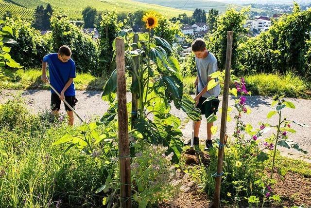 Zwei Jungwinzer aus Ebringen locken mehr Insekten in die Reben