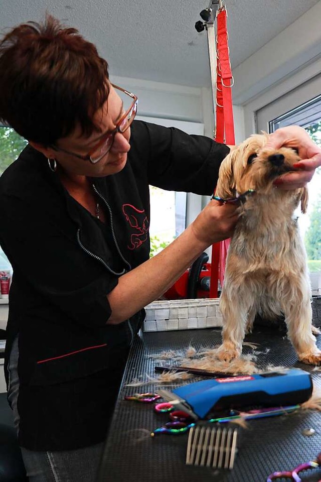 Schneiden, waschen und zu guter Letzt ...r Tommi im Hundesalon in Bad Sckingen  | Foto: Claudia Mller