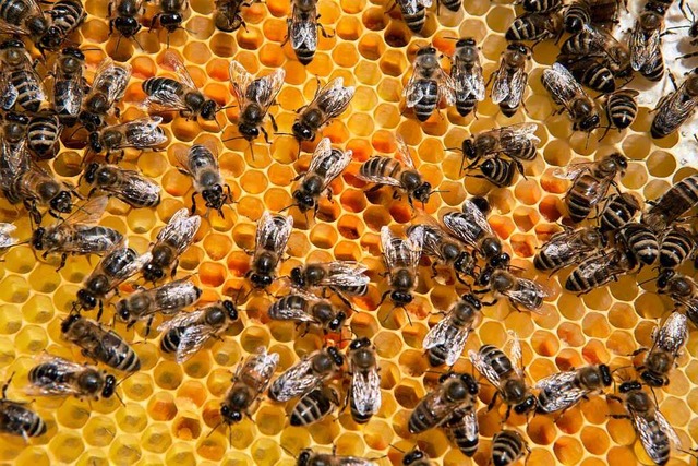 Opfer eines Diebstahls ist ein Bienenvolk in Mllheim geworden.  | Foto: Regula Wolf