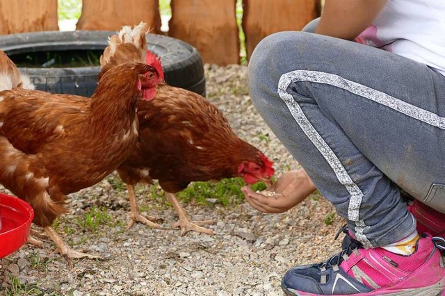 Zutraulich sind die Hhner mit den Kindern schon &#8211; und andersrum auch.  | Foto: Dora Schls