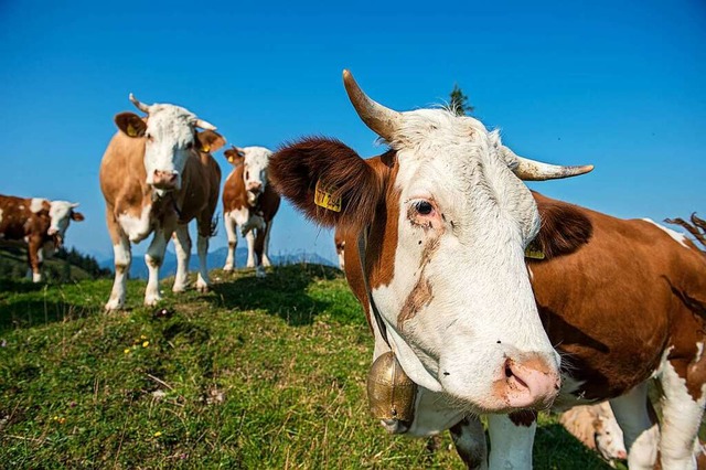 Eine Gruppe Rinder machte einen nchtlichen Ausflug.  | Foto: Lino Mirgeler (dpa)
