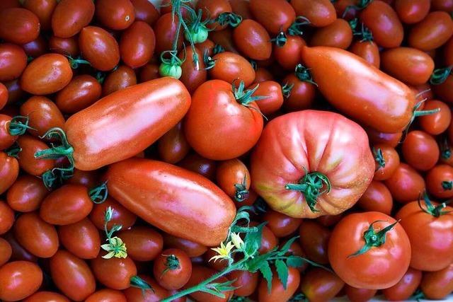 Knallrote Tomaten sind nicht nur lecker, sondern auch gesund