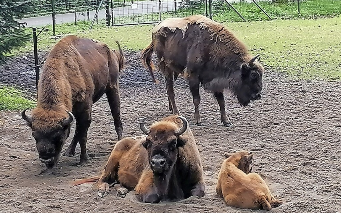 Wisente im Tierpark Lange Erlen   | Foto: Daniel Gramespacher
