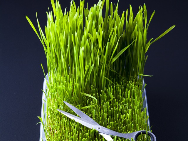 Enthlt alle wichtigen Nhrstoffe: Weizengras     | Foto: Michael Wissing BFF