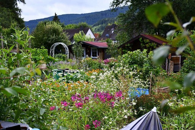 Gartenidylle am Rande der Stadt: Blick in die Kolonie im Schottengrund.  | Foto: Tanja Bury