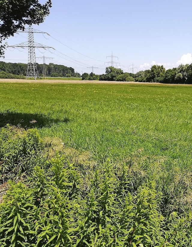 Grne Korridore fr die B31 West zu ze...naturschutzverbands nicht rechtmig.   | Foto: Peter Lutz (SWV)