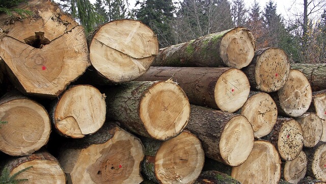 Bis jetzt wurden dieses Jahr im Kreis Waldshut 227000 Festmeter Holz geschlagen.  | Foto: Charlotte Frse