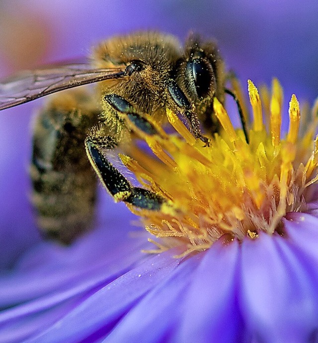 ber Wiesen fr Bienen informierte Michaela Berthold-Sieber.  | Foto: Monika Skolimowska