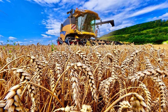 Getreideernte auf einem Feld bei Ehrenstetten   | Foto: Siegfried Gollrad