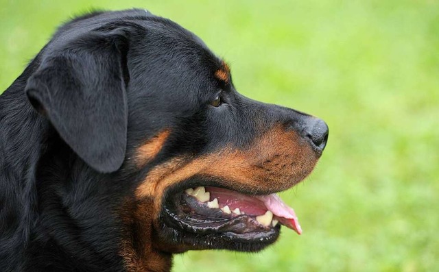 Ein Rottweiler.  | Foto: Franziska Kraufmann