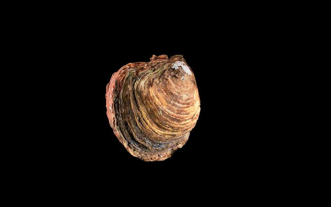 Die Auster soll in der Nordsee wieder heimisch werden Bildung