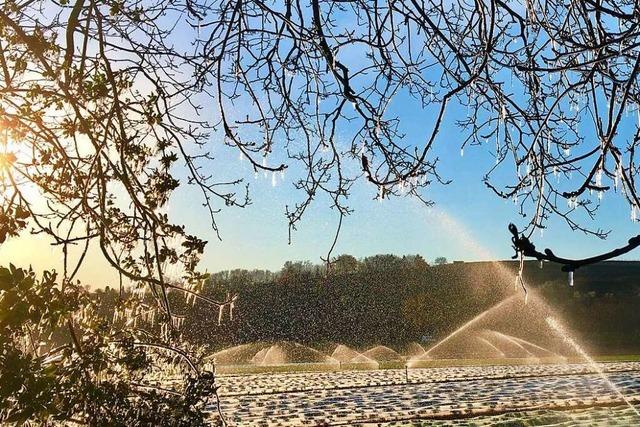 Eiszapfen im Gegenlicht auf einem Feld bei Endingen