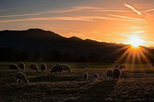 Grasende Schafe auf den Elzwiesen bei Emmendingen