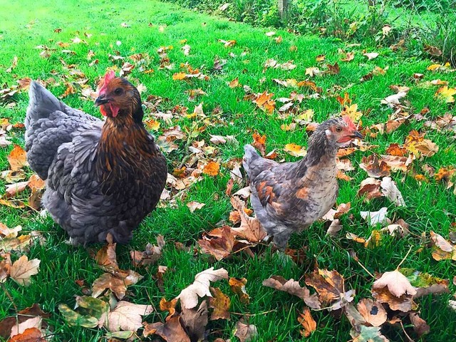 Gockel im Herbstlaub.  | Foto: Irmi Knstle