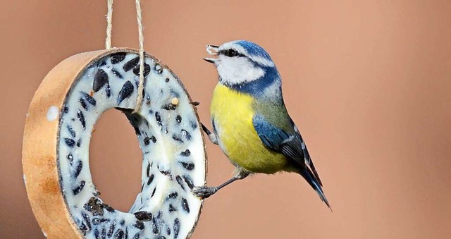 Den Schnabel zu voll genommen: eine Blaumeise.  | Foto: Albert Rummler