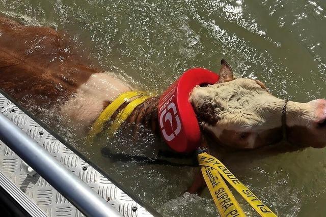 Tiere kommen mit Hochwasser klar