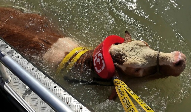 Bei starker Strmung rettet die Feuerw...am Rhein normalerweise nicht oft vor.   | Foto: Feuerwehr Laufenburg