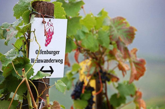 Der acht Kilometer lange Offenburger Weinwanderweg ist immer einen Ausflug wert-  | Foto: Helmut Seller