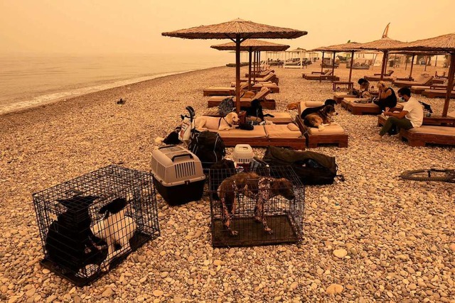 Menschen und Haustiere warten an einem...rnde breiten sich unkontrolliert aus.  | Foto: Petros Karadjias (dpa)