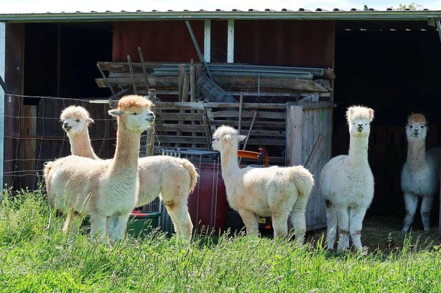 Diese fnf Alpakas leben in einem Gehe...erden oft von Spaziergngern bestaunt.  | Foto: Christine Weirich